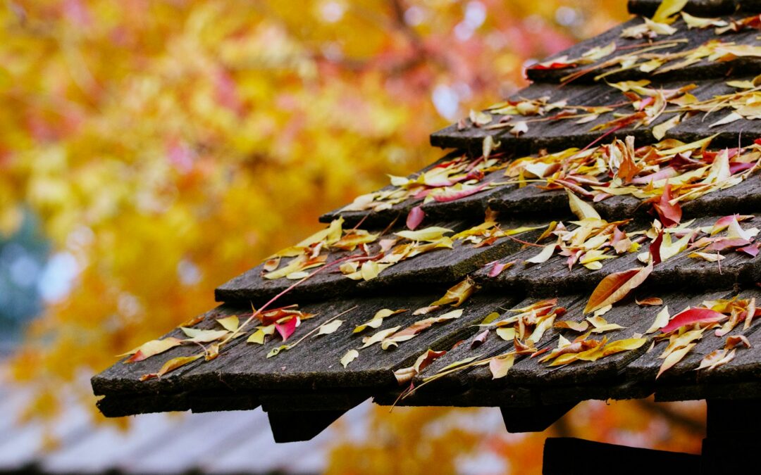 Autumn leaves on roof shingles
