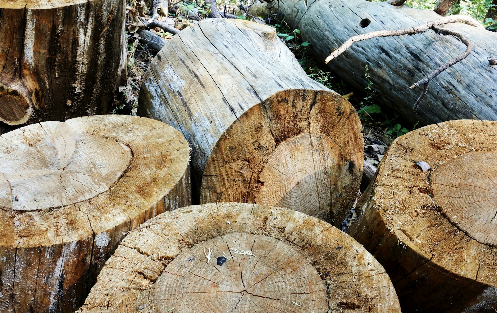 Pile of cut logs in a pine forest in Grass Valley