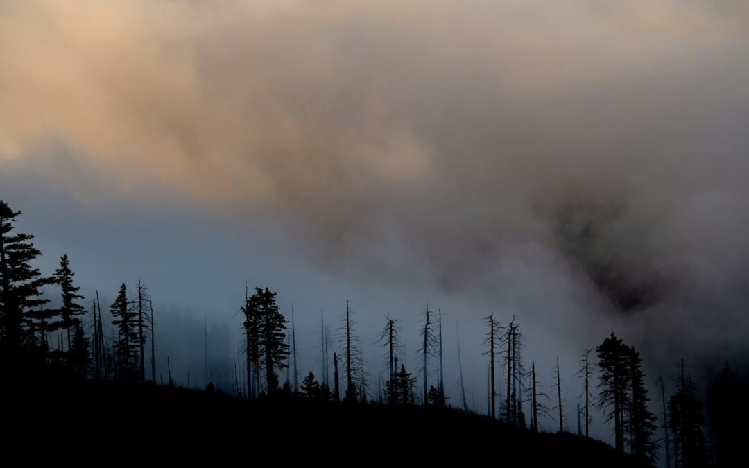 Silhouette of trees under a hazy, smoky sky