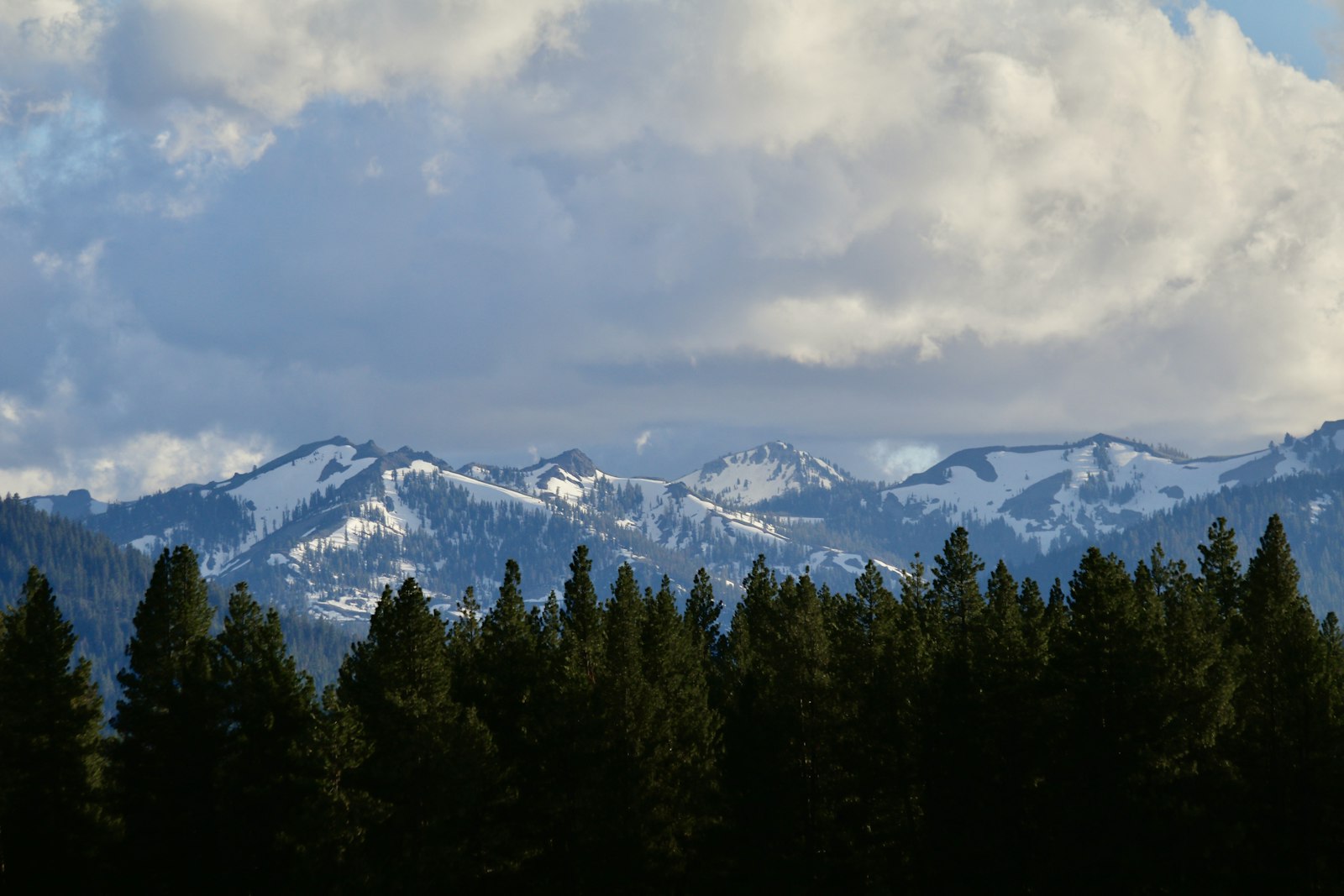 Snow-capped Sierra peaks above a pine forest near Truckee